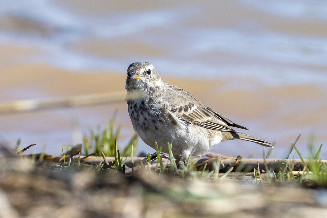 Red-throated Pipit